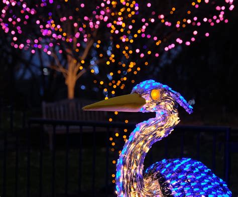 Winter Lights at the North Carolina Arboretum – Blue Ridge National ...