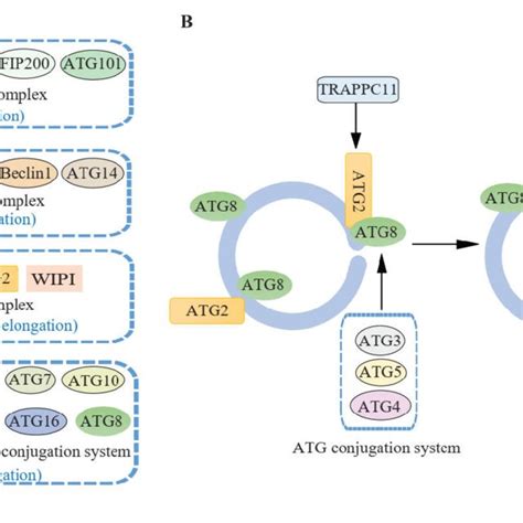 Atg Proteins Involved In Autophagosome Closure A The Ulk Complex Is