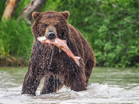 Brown Bear Catching Salmon Natureismetal