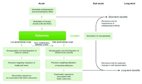 Unified Model Of Ketamine S Properties Ketamine Modulation Of Reward