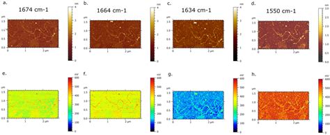 AFM IR Imaging Of DNA Single Molecule Deposited Onto Nickel