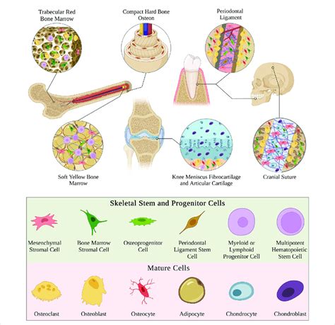 Schematic highlighting diverse examples of different types of skeletal ...