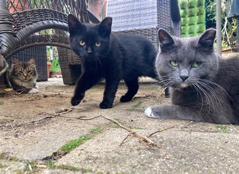 A Lifeline for Philly’s Outdoor Cats: PAWS Rallies Support for