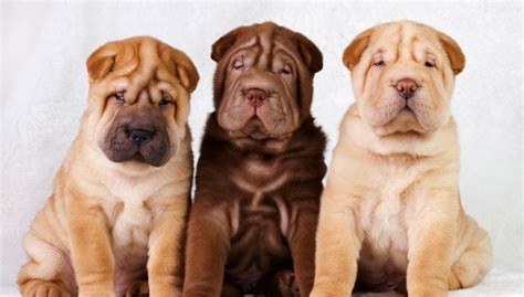 Is A Shar Pei A Dangerous Dog