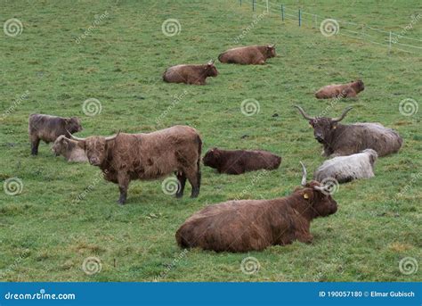 Boi Escoc S Nas Pastagens Foto De Stock Imagem De Criatura