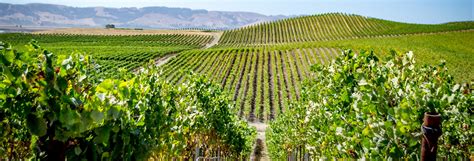 activities guided tours  day trips  napa civitatiscom