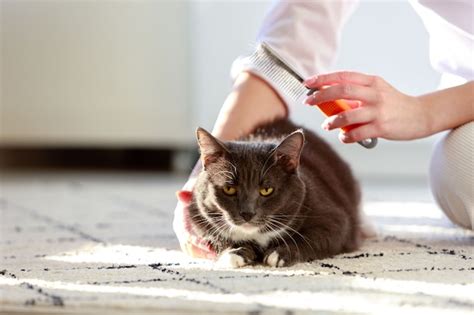 Due A De La Mujer Pein Ndose Rascando A Su Gato Negro Esponjoso Foto