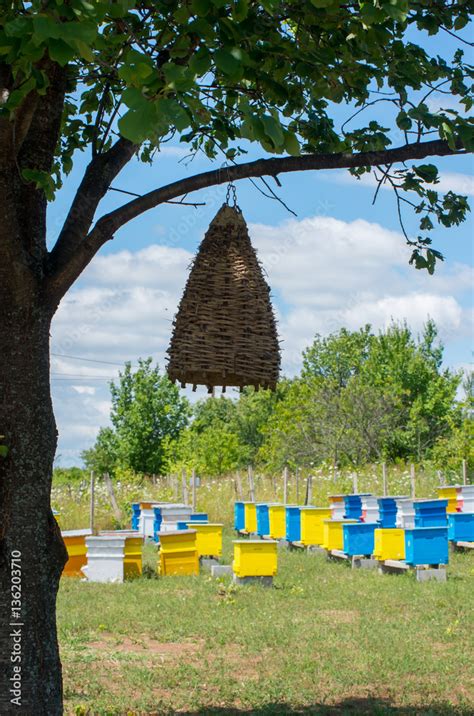 Пчеларство Пчелни кошери Старинен пчелен кошер на дърво Капан за