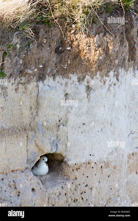 Fulmar nesting in a hole inside the cliff Stock Photo - Alamy