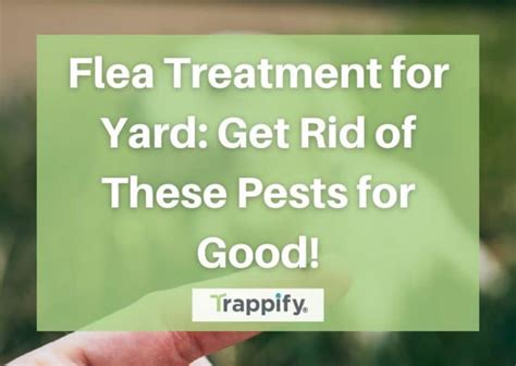 Flea Treatment for Yard: Get Rid of These Pests for Good!