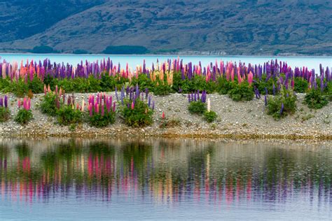 Guide To Best Places In New Zealand To See Lupins