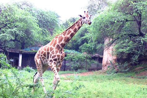 NATIONAL ZOOLOGICAL PARK - DELHI Photos, Images and Wallpapers ...