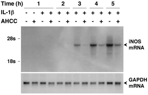 Effect Of Ahcc On The Induction Of Inos Mrna In Hepatocytes Cells Were