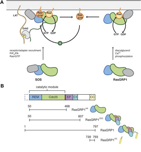 Structural Analysis Of Autoinhibition In The Ras Specific Exchange