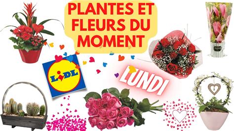 Arrivage Lidl Plantes Et Fleurs Du Moment F Vrier