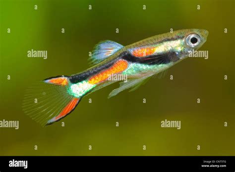 Guppy Fish Hi Res Stock Photography And Images Alamy