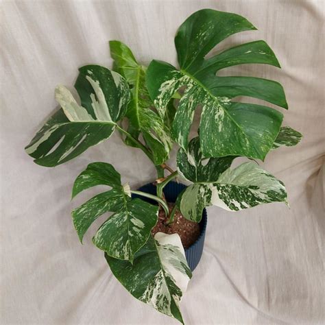 Monstera Deliciosa Albo Variegata Obchod Plantizia Sk