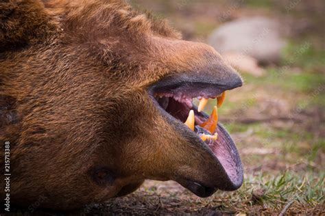 Grizzly bear jaws and teeth close up. Stock Photo | Adobe Stock