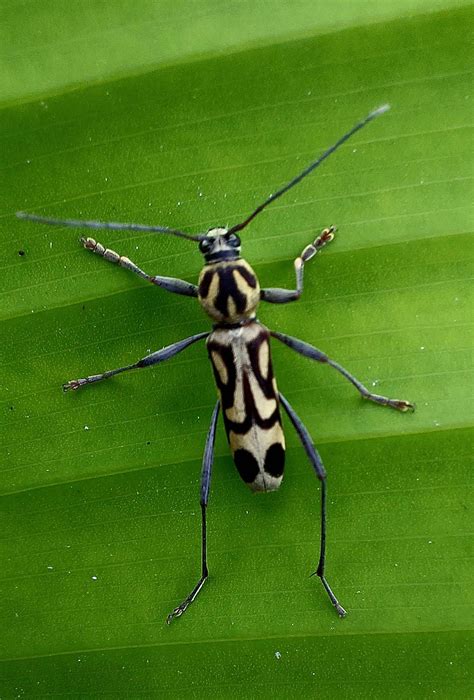 Apakah ini jenis kumbang - Samsung Members