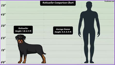 Rottweiler Size: How Big Are They Compared To Others?