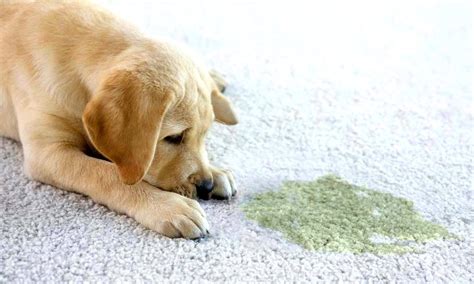 Cleaning Pet Urine From The Carpets 5 Easy Ways To Do This Petcare Mag