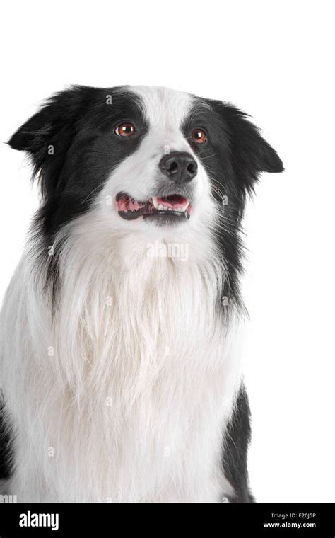 border collie sheepdog Stock Photo - Alamy