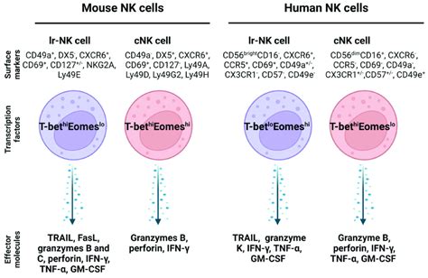 Comparison Of Mouse And Human Liver Resident NK Cells And Conventional