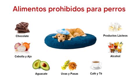 Alimentos Prohibidos Para Perros Mascotanoble