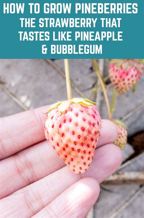 How To Grow Pineberries The Strawberry That Tastes Like Pineapple