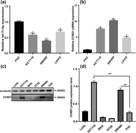 Let 7i 3p Inhibits The Cell Cycle Proliferation Invasion And