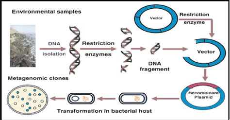 Recombinant Dna Technology Diagram