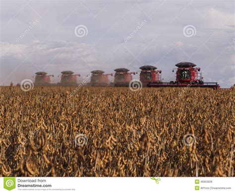 Harvest Soybean Editorial Stock Photo Image Of Agriculture 46953928