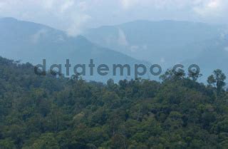 Hutan Taman Nasional Gunung Leuser DATATEMPO