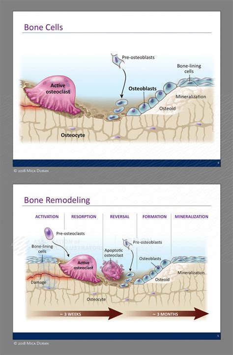 Bone Metabolism Science Communications | AMI 2019