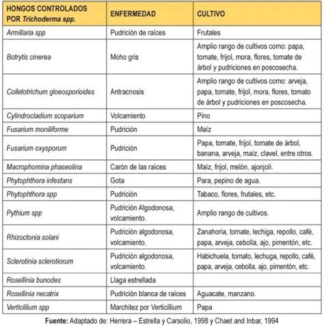 Beneficios De La Aplicaci N De Trichoderma En La Agricultura