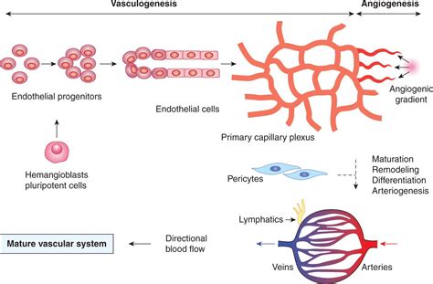 Angiogenesis Oncohema Key