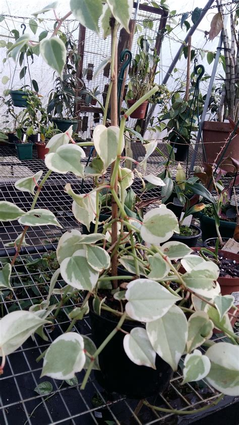 Peperomia Scandens Variegated Exoticflora