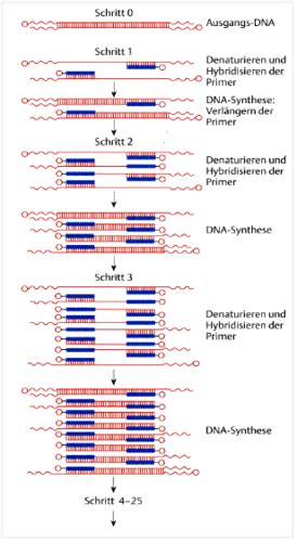M Thodes De Biologie Mol Culaire Pcr Flashcards Quizlet