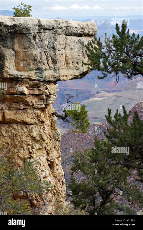 Pine Tree Clinging To The Side Of A Cliff In The Grand Canyon Stock