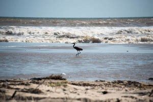 Matagorda Surfing Day Trip - Likely By Sea