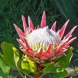 Protea Cynaroides Giant Protea Honeypot King Protea Plant Lust