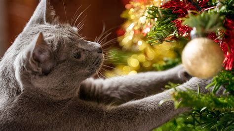 Por Qué Los Gatos Adoran Los árboles De Navidad Y Cómo Evitar Los Daños Infobae