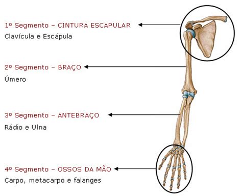 Conheça A RADIOLOGIA ANATOMIA SISTEMA ESQUELÉTICO MMSS