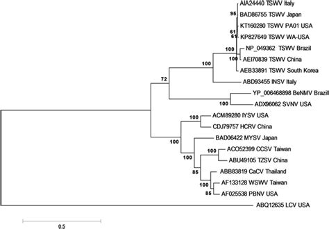 Phylogenetic Analysis Based On The Deduced Amino Acid Sequences Of The