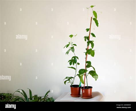 Passion Fruit Plants Grow Indoors Like Ornamental Plants Stock Photo