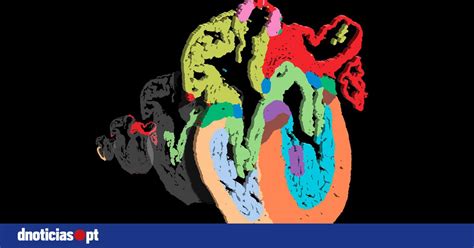 Cientistas criam mapa do coração humano em desenvolvimento DNOTICIAS PT