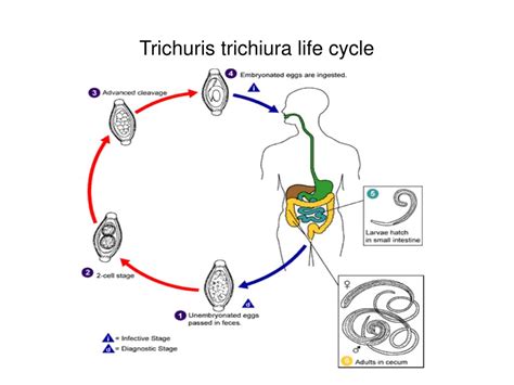 Trichuris Trichiura Life Cycle Cdc