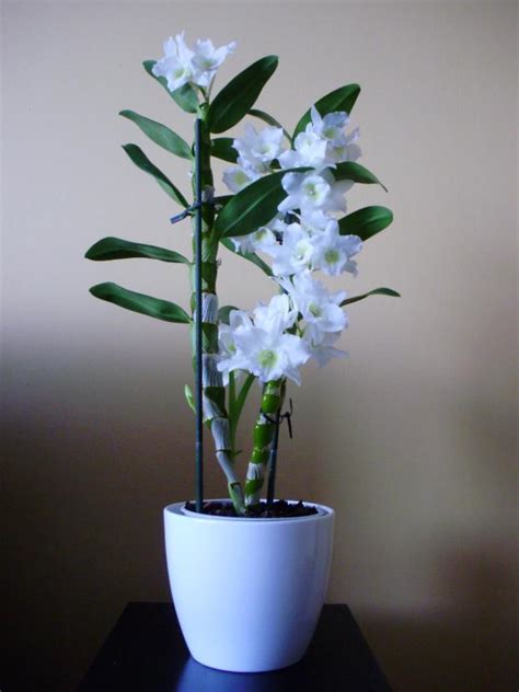 Dendrobium Nobile Starclass White Izbov Kvety Z Hrada