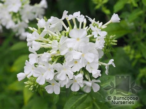 Phlox Paniculata White Admiral From Burncoose Nurseries