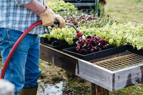 How To Plant A Fall Vegetable Garden In Coastal Carolina